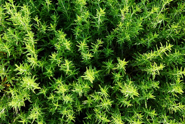 Kratom je hodně na vzestupu.
